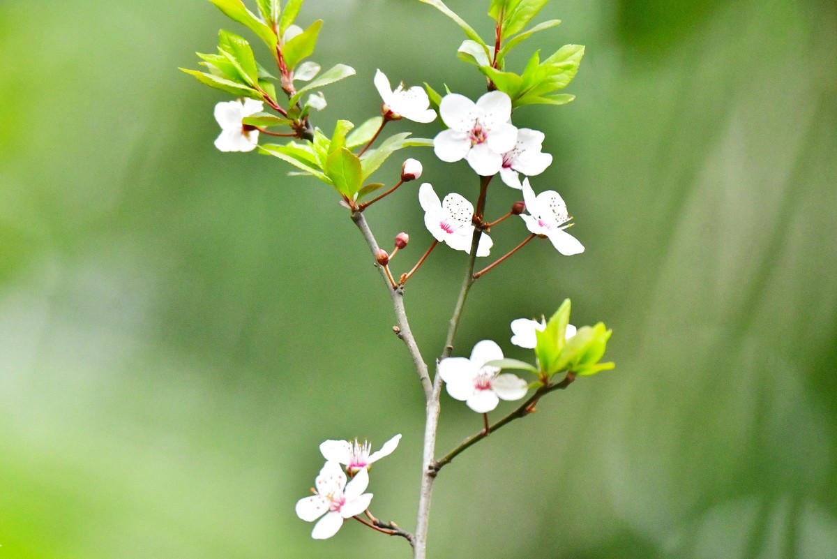 小花悄悄地绽放