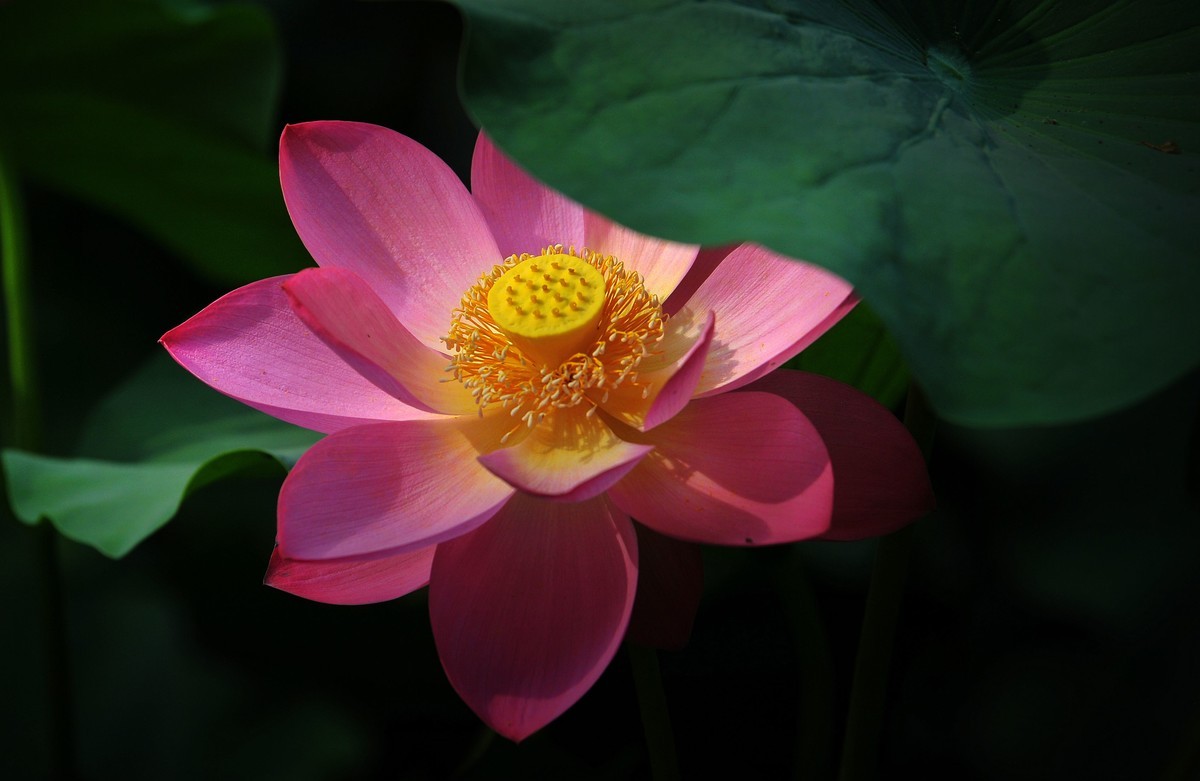 荷花（北宁公园）