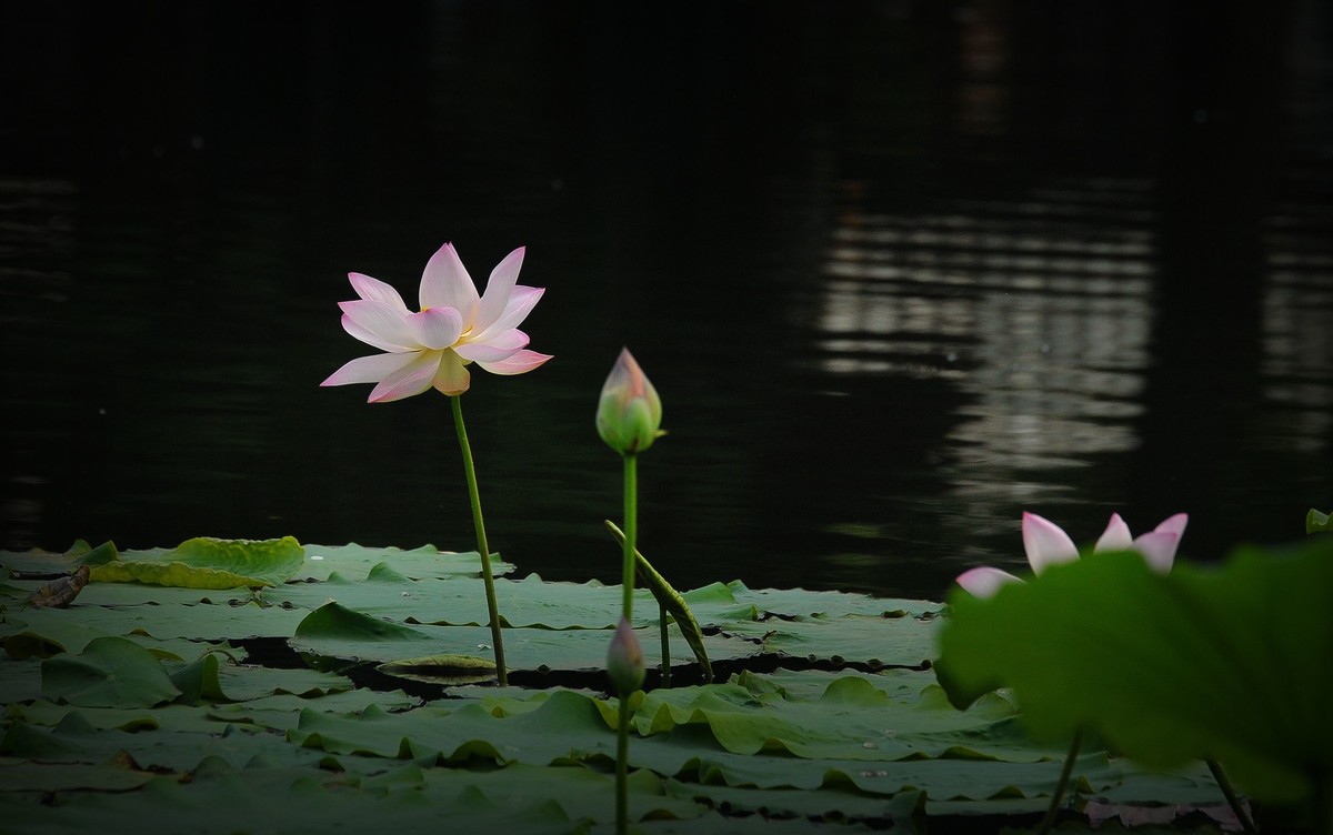 荷花（北宁公园）