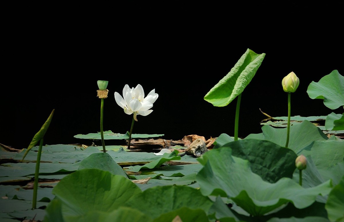 荷花（北宁公园）