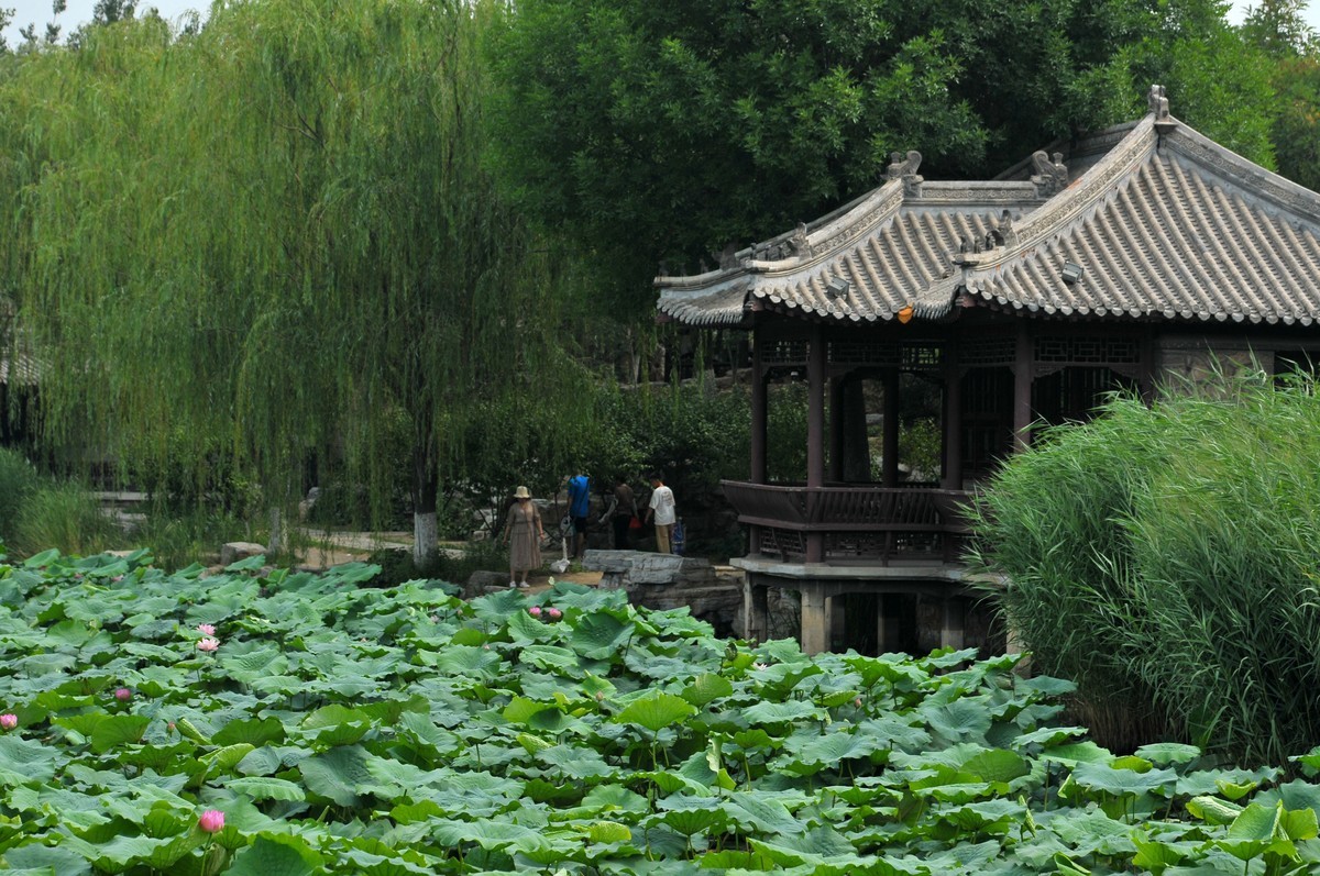 荷花（北宁公园）