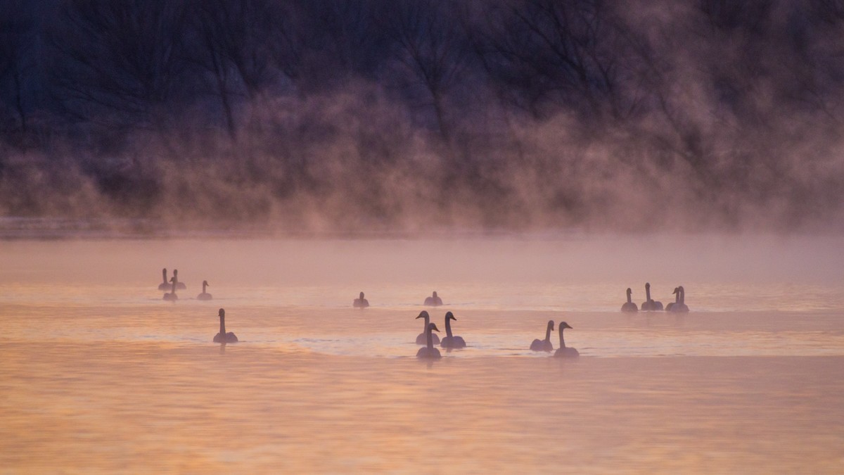 梦 醒 时 分 --- 北 票 大 天 鹅 （ 六 ）