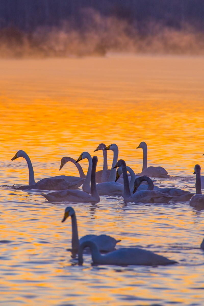梦 醒 时 分 --- 北 票 大 天 鹅 （ 六 ）