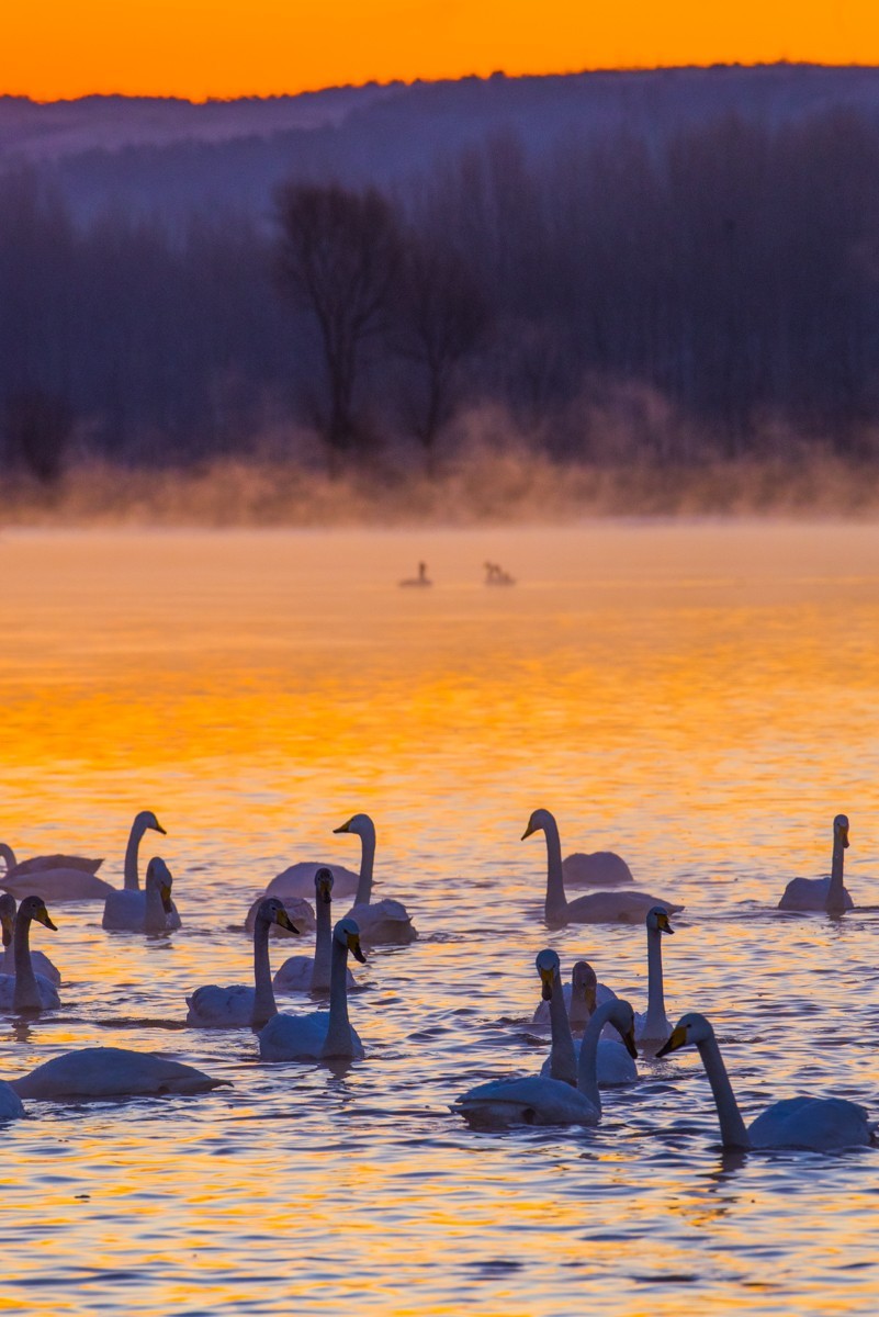 梦 醒 时 分 --- 北 票 大 天 鹅 （ 六 ）