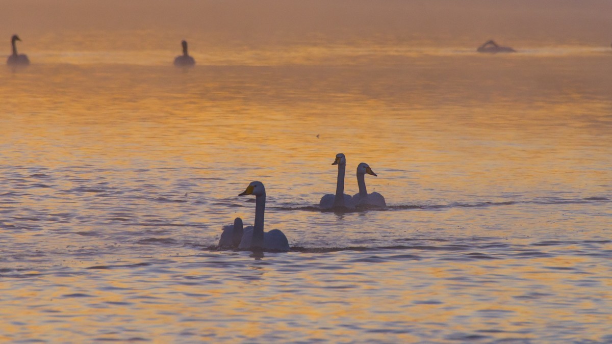 梦 醒 时 分 --- 北 票 大 天 鹅 （ 六 ）