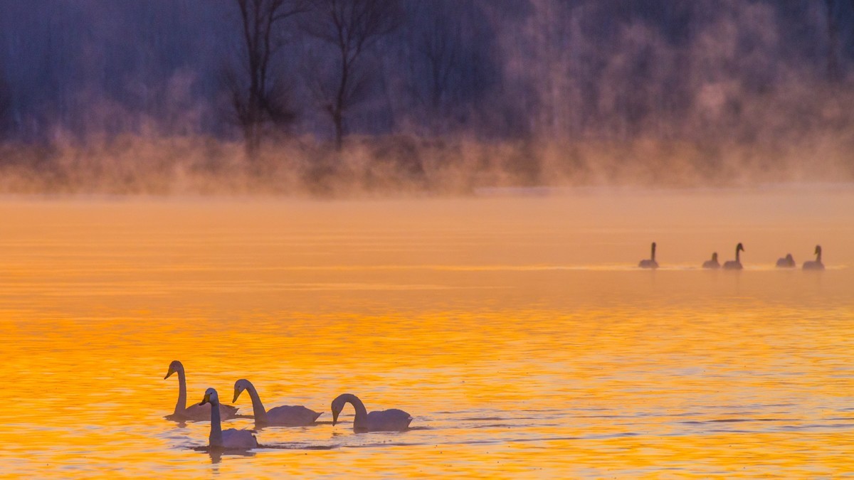梦 醒 时 分 --- 北 票 大 天 鹅 （ 六 ）