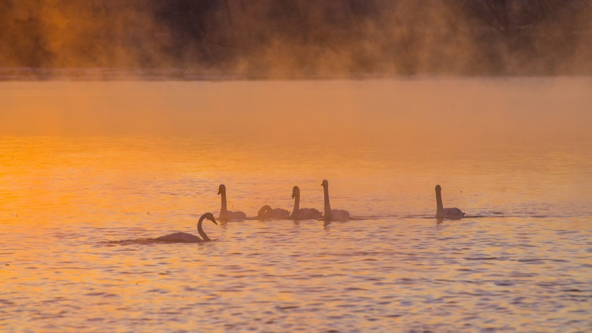 梦 醒 时 分 --- 北 票 大 天 鹅 （ 六 ）