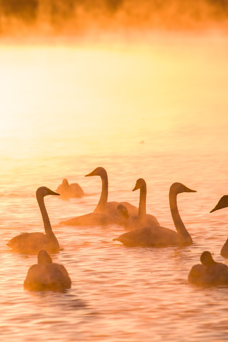 梦 醒 时 分 --- 北 票 大 天 鹅 （ 六 ）