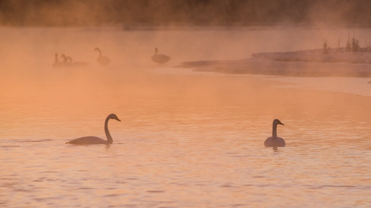 梦 醒 时 分 --- 北 票 大 天 鹅 （ 六 ）