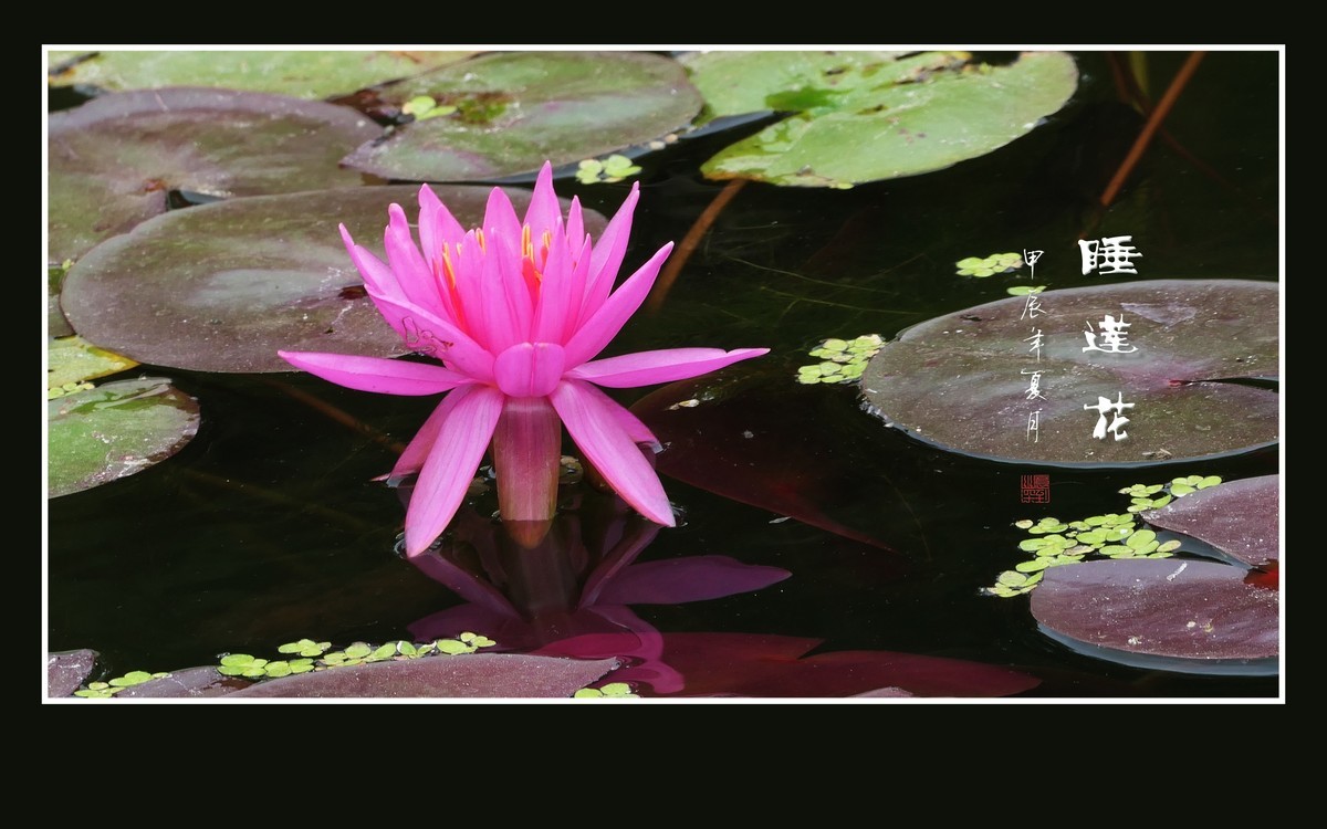 圣洁鲜艳的睡莲花