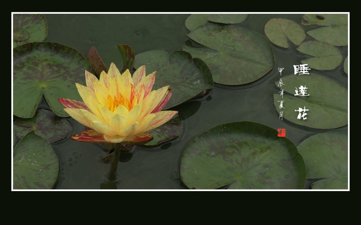 圣洁鲜艳的睡莲花