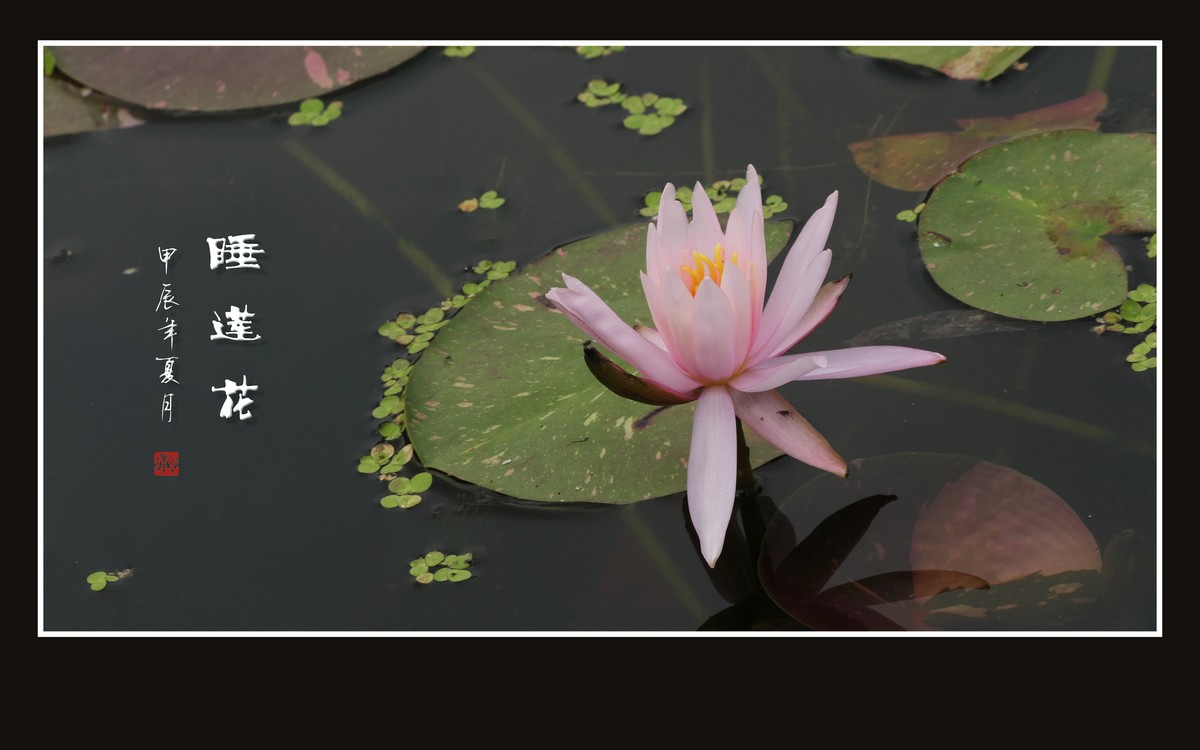 圣洁鲜艳的睡莲花