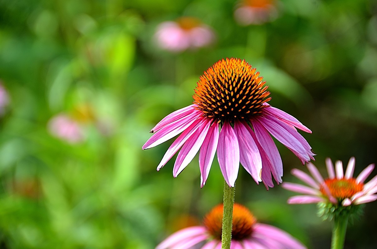 2024松果菊（4）