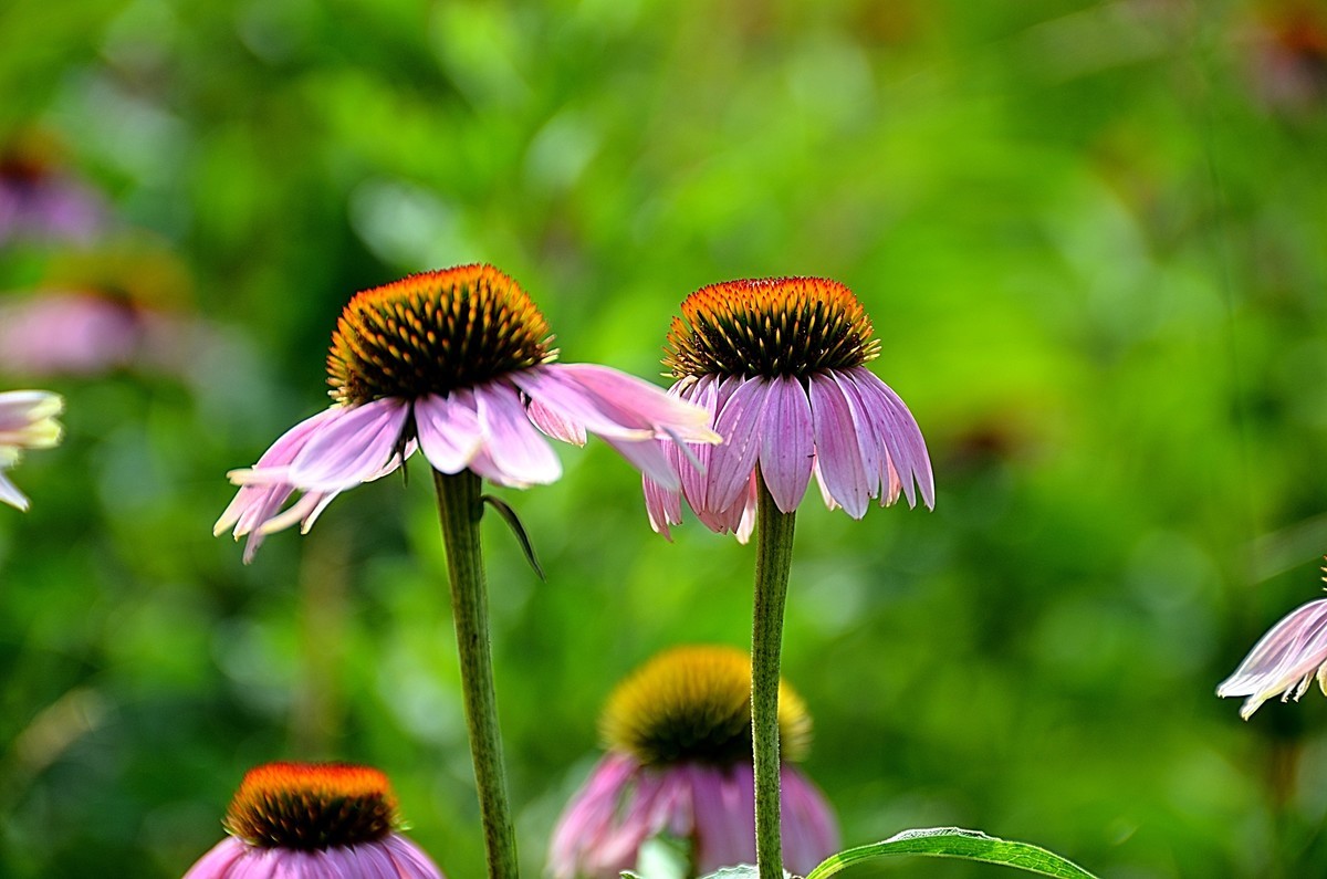 2024松果菊（4）