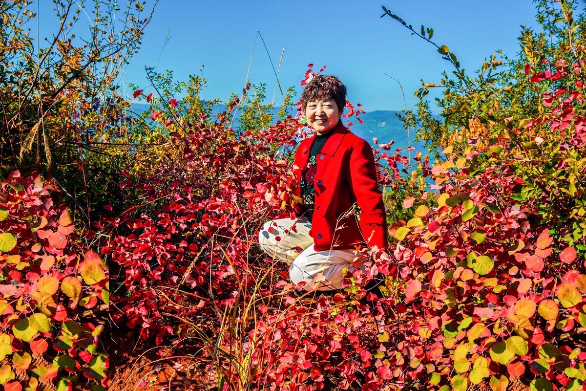 赵老峪北的红叶