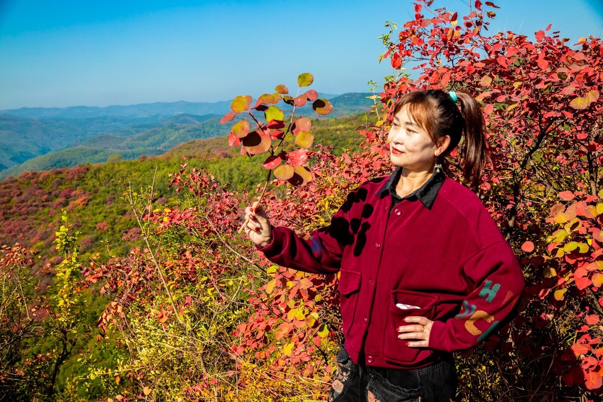 赵老峪北的红叶