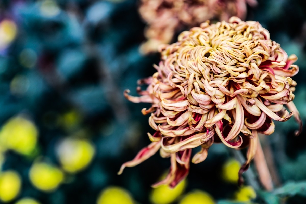 岳麓山顶拍菊花2