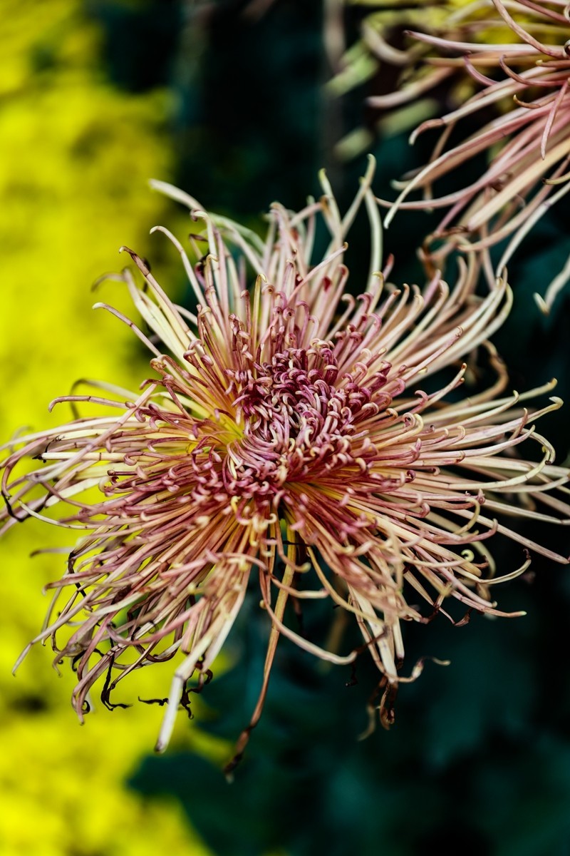 岳麓山顶拍菊花2