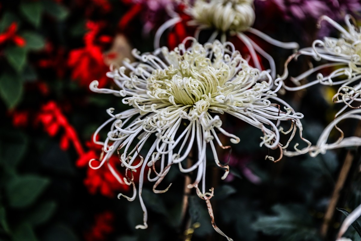 岳麓山顶拍菊花2