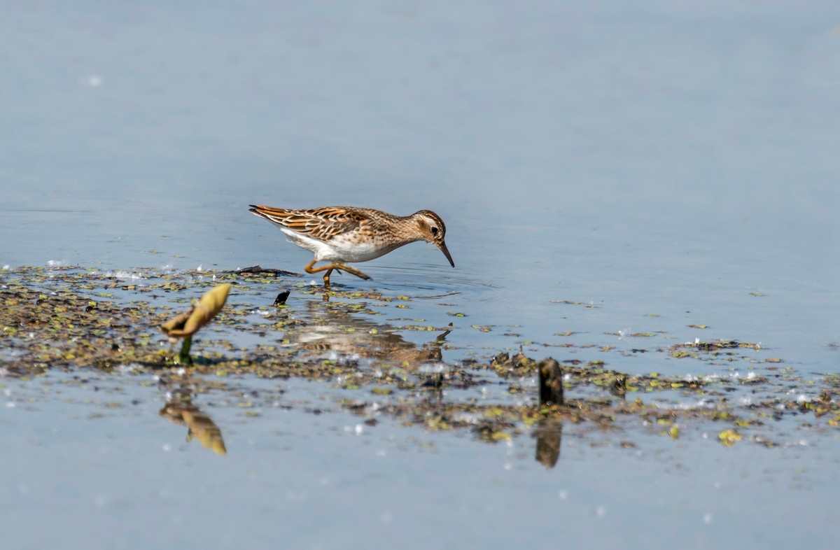 长趾滨鹬（四）
