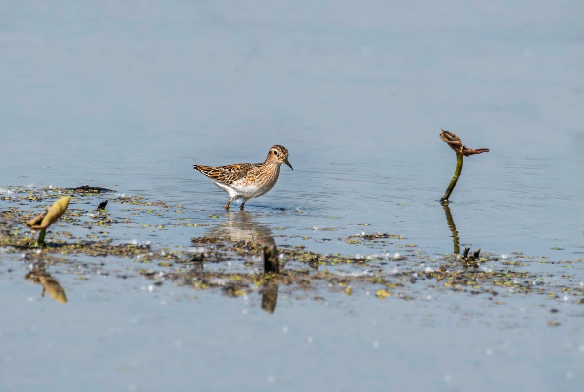 长趾滨鹬（四）