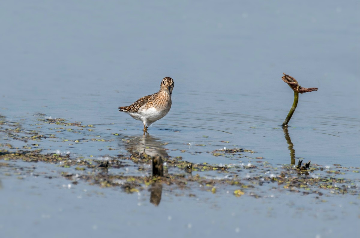 长趾滨鹬（四）