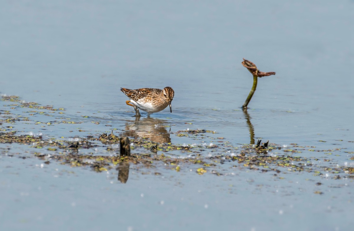 长趾滨鹬（四）