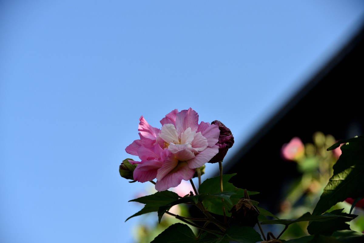 2022花卉赏析——芙蓉花【3】