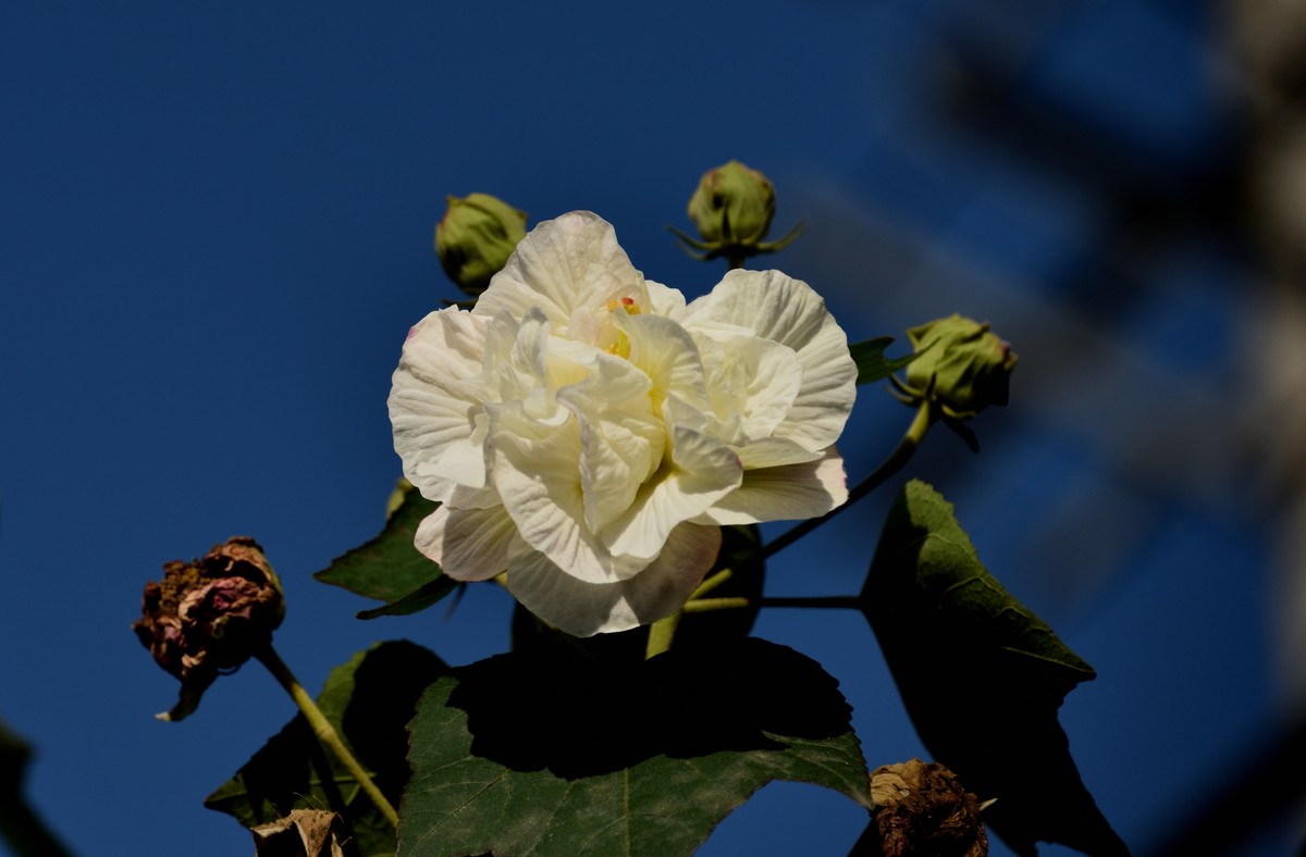 2022花卉赏析——芙蓉花【3】