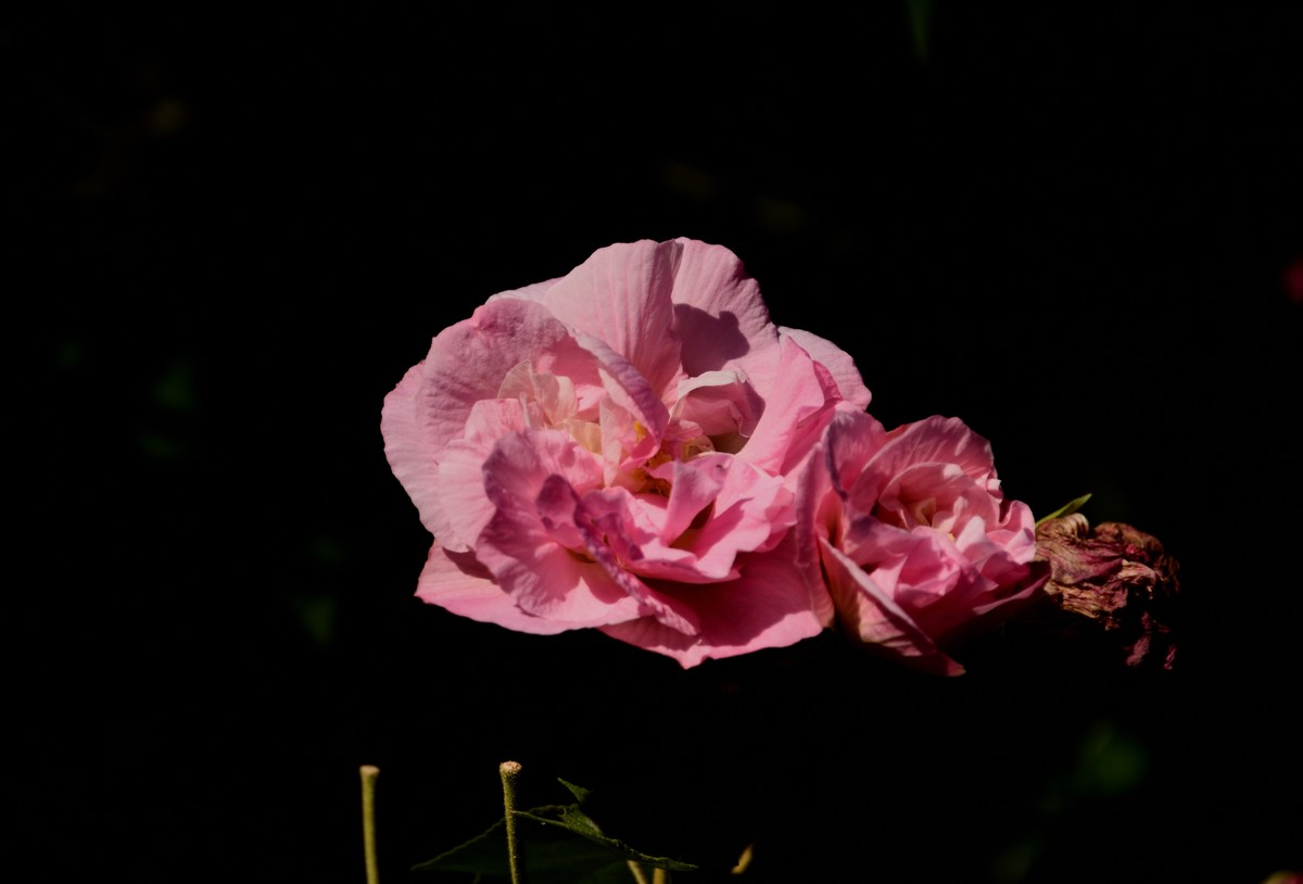 2022花卉赏析——芙蓉花【3】