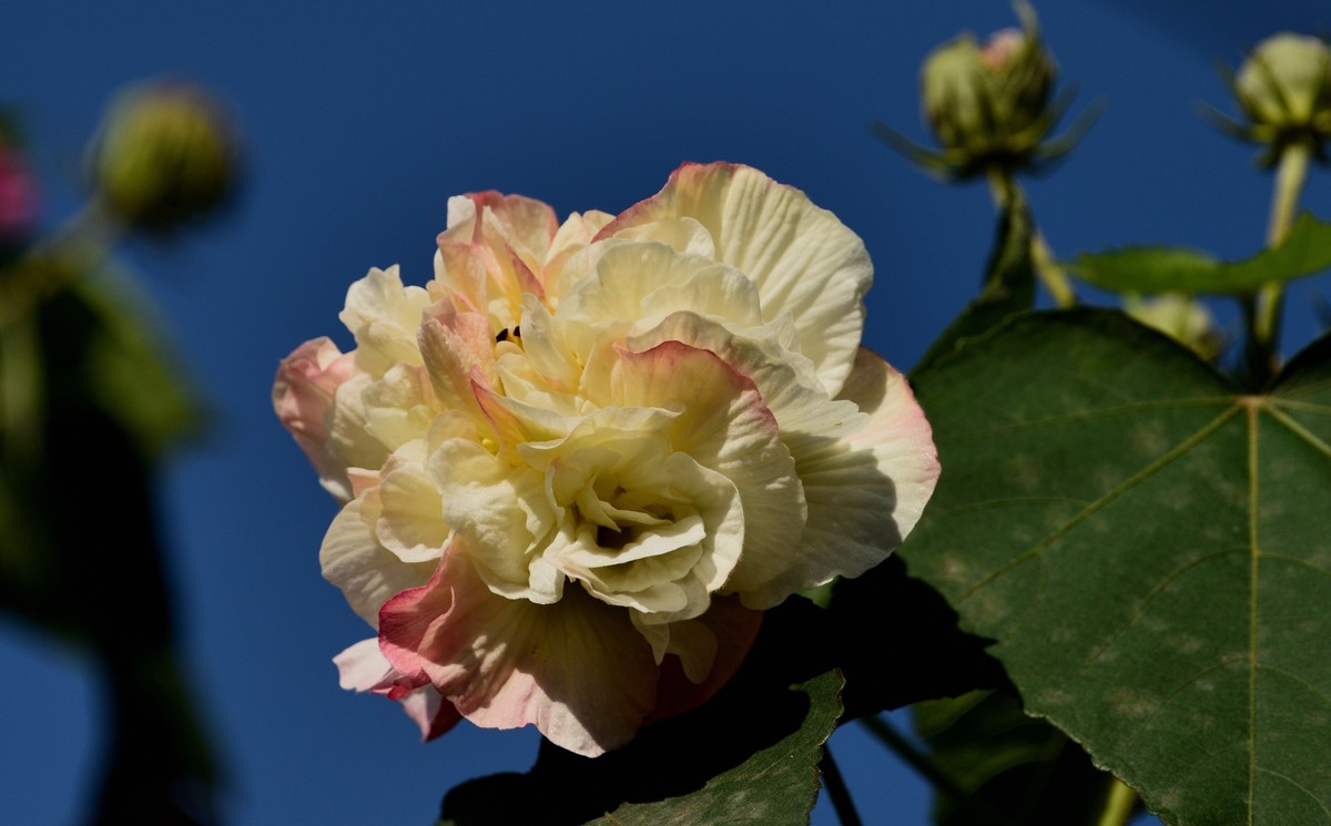 2022花卉赏析——芙蓉花【3】