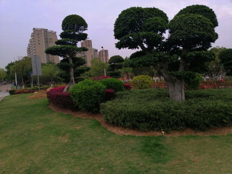 鸡蛋花朵摄影，使用适马镜头70-300-43