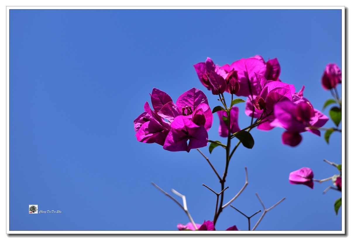 春拍三角梅（二）