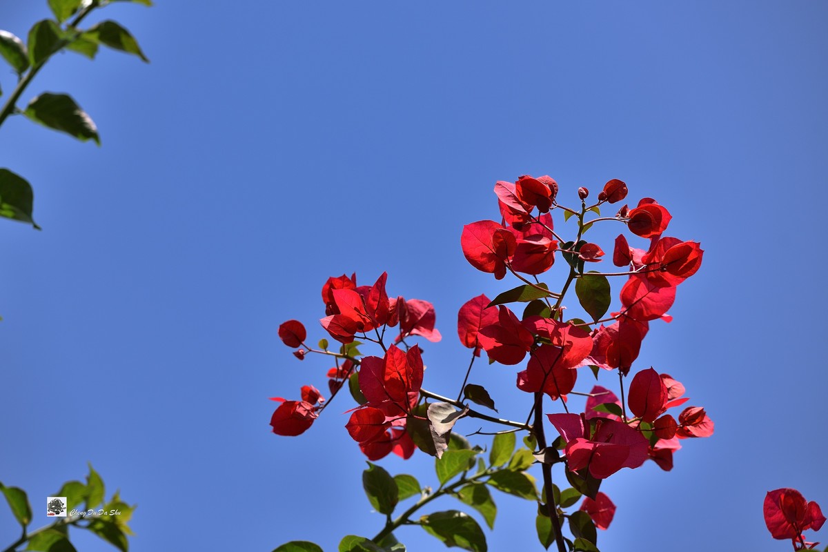 春拍三角梅（二）