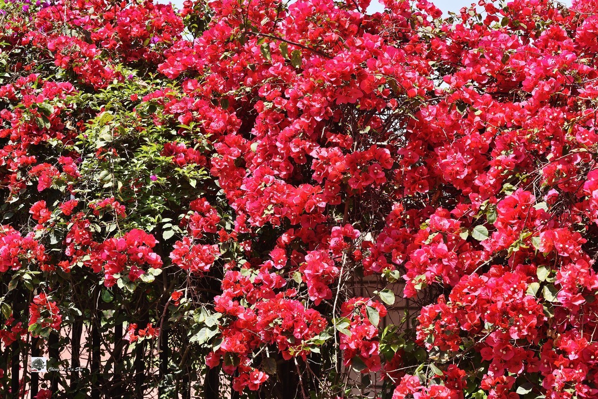 春拍三角梅（二）