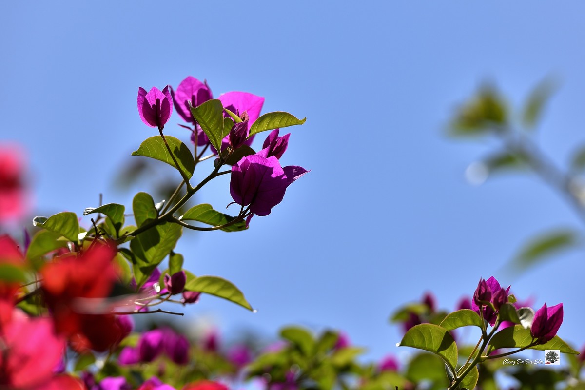 春拍三角梅（二）