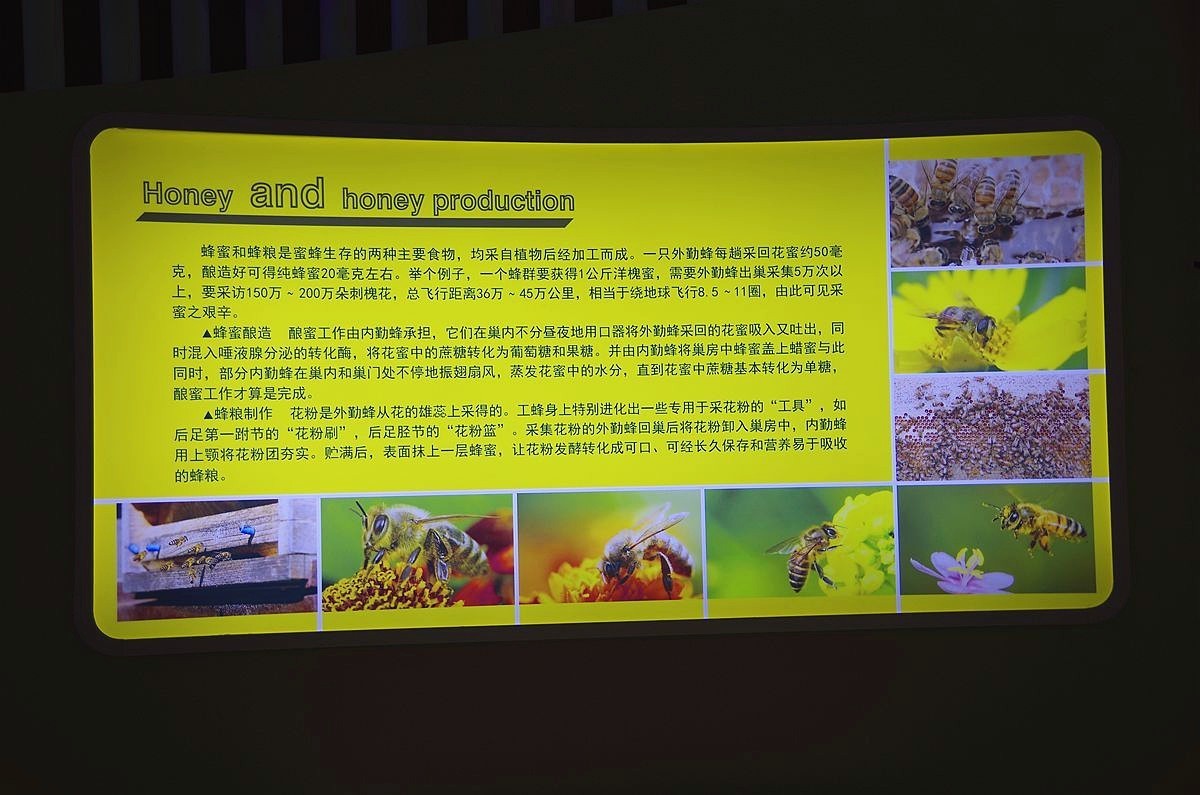 中国福标蜜蜂博物馆-36P-中关村在线摄影论坛