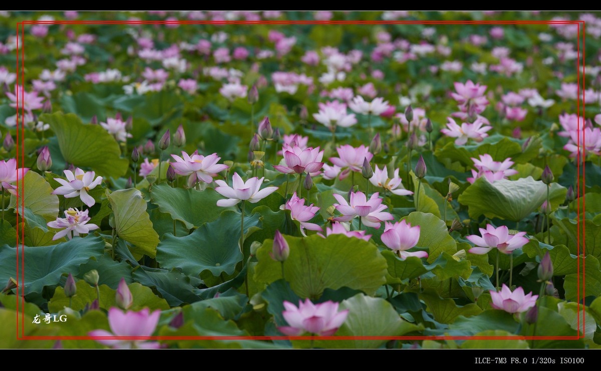 牛刀杀鸡，鸟头拍花 （EF ?300 F2.8 ）