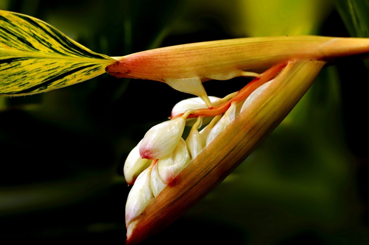 夏日艳而不俗艳山姜..