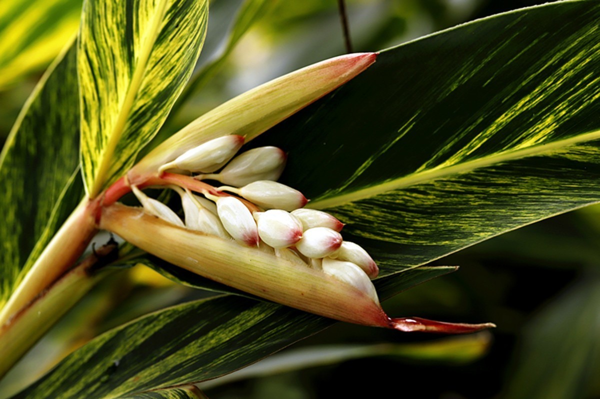 夏日艳而不俗艳山姜..