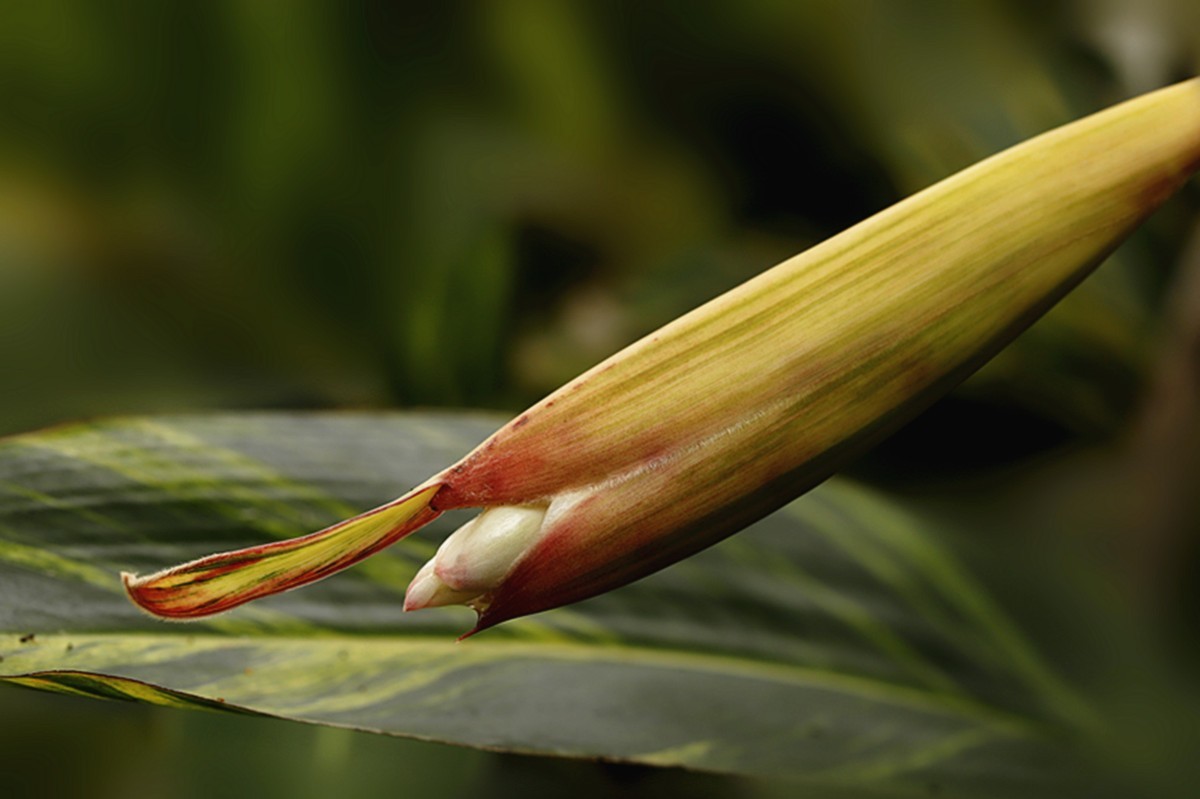 夏日艳而不俗艳山姜..