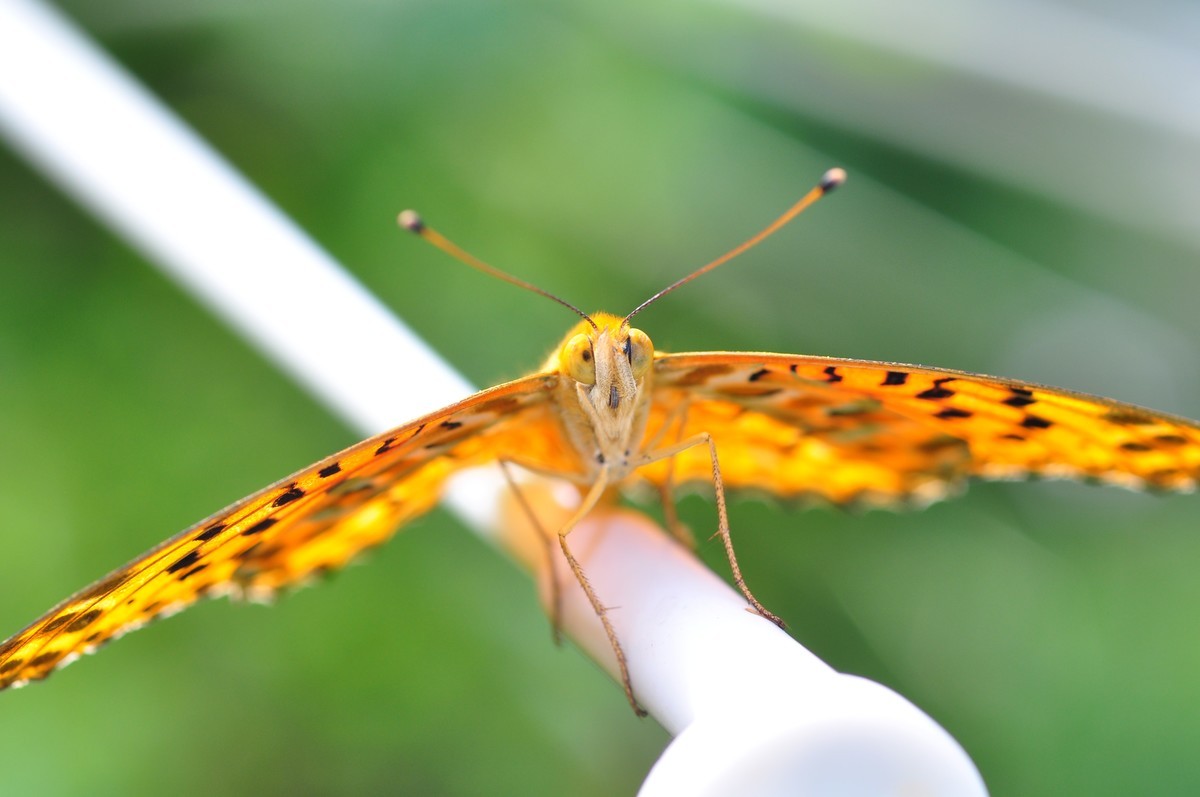 D90+60MM微距试拍，等效90mm焦距