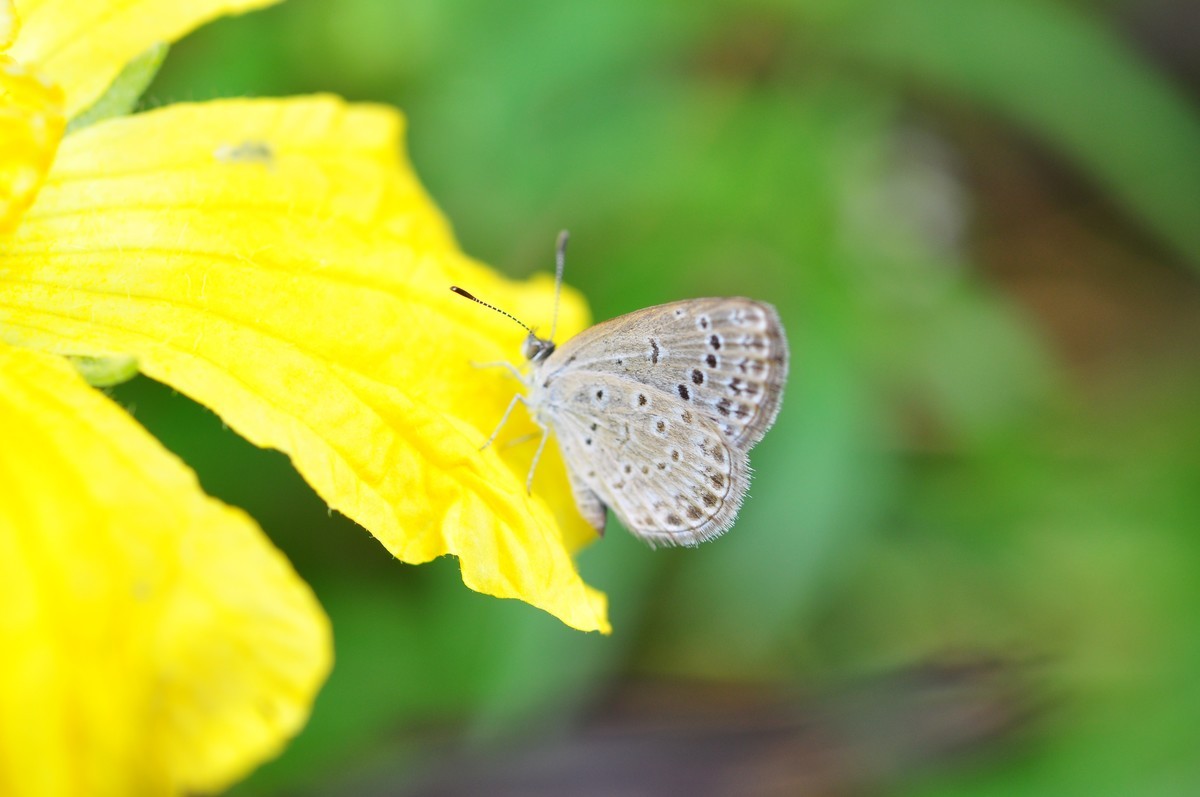 D90+60MM微距试拍，等效90mm焦距