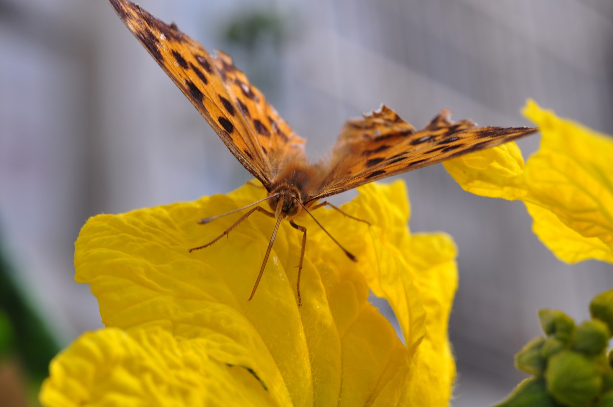 D90+60MM微距试拍，等效90mm焦距