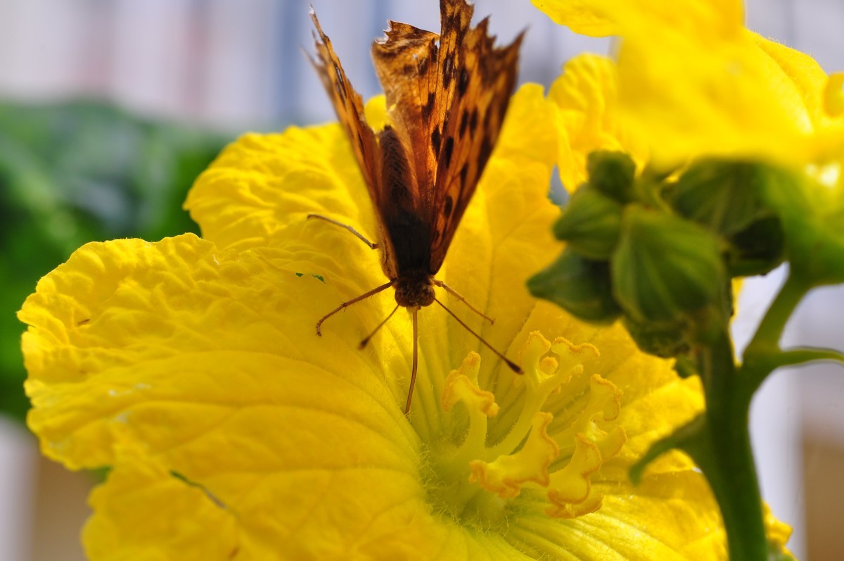 D90+60MM微距试拍，等效90mm焦距