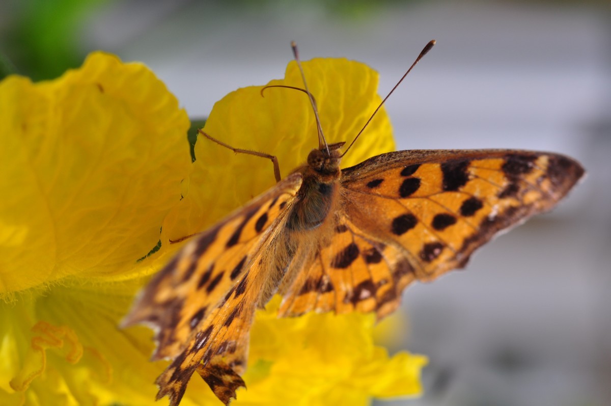 D90+60MM微距试拍，等效90mm焦距