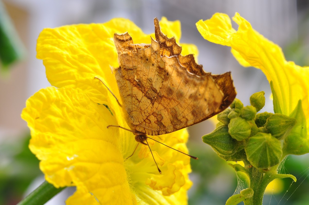D90+60MM微距试拍，等效90mm焦距