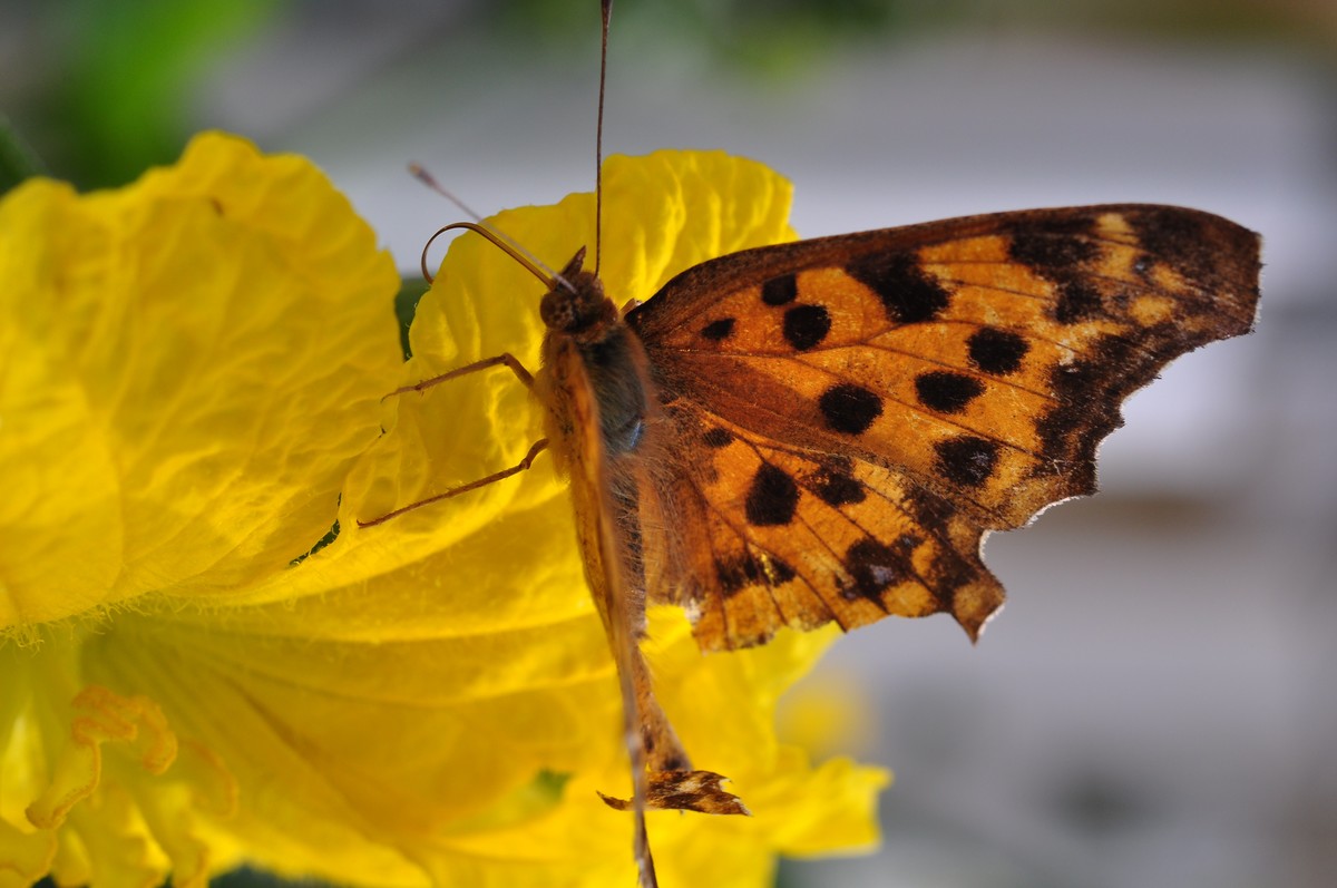 D90+60MM微距试拍，等效90mm焦距