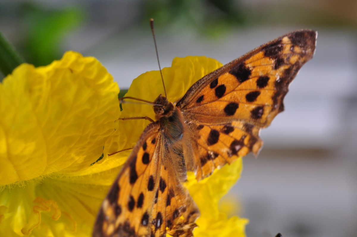 D90+60MM微距试拍，等效90mm焦距