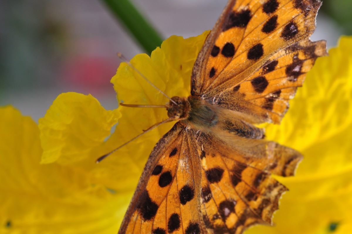 D90+60MM微距试拍，等效90mm焦距